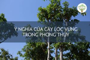 Trồng cây lộc vừng trước nhà