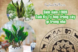 Tuổi 1989 hợp cây gì