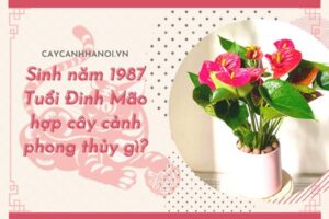 Tuổi đinh mão hợp cây gì