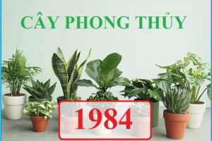 Tuổi giáp tý nên trồng cây gì trước nhà