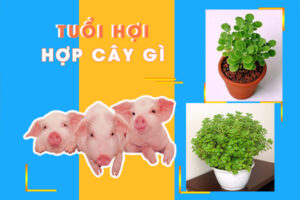 Tuổi hợi trồng cây gì