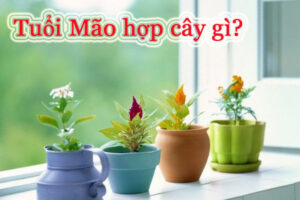 Tuổi mão hợp cây gì