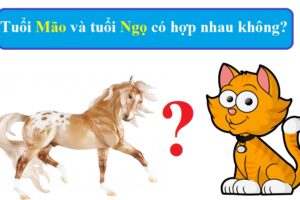 Tuổi mão với tuổi ngọ có hợp nhau không