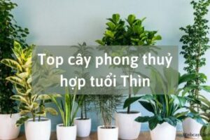 Tuổi thìn hợp cây gì