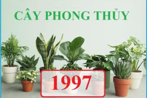 Tuổi trâu hợp màu gì