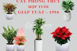 Tuổi tuất 1994 hợp với cây gì