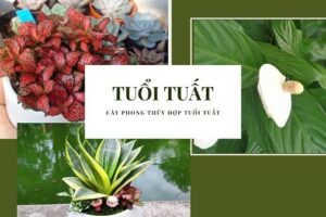 Tuổi tuất hợp cây gì