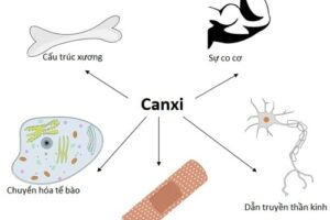 Uống glucosamine với canxi được không