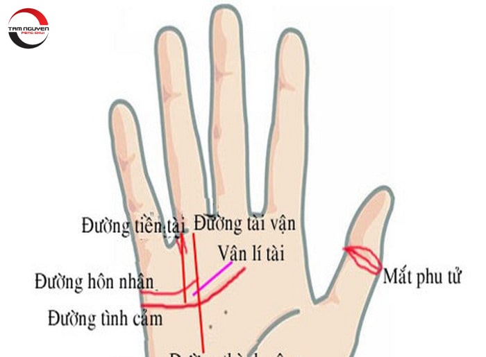 Cách xem bói chỉ tay, vân tay cho nam chính xác nhất